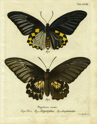 Item #19351 Papilion Exotic. ButterflyMoth Engraving, Joh Leitner
