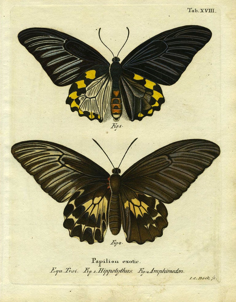 Item #19351 Papilion Exotic. ButterflyMoth Engraving, Joh Leitner.