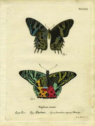 Item #19353 Papilion. Exotic. ButterflyMoth Engraving, I. C. Bock