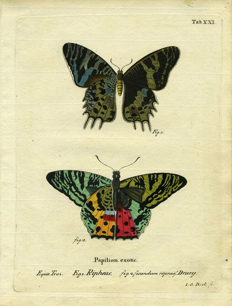 Item #19353 Papilion. Exotic. ButterflyMoth Engraving, I. C. Bock.