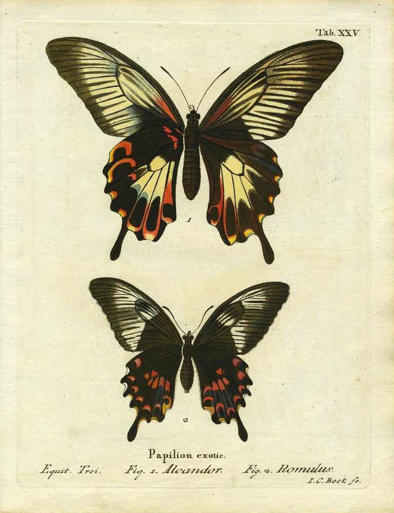 Item #19354 Papilion. Exotic. ButterflyMoth Engraving, I. C Bock.
