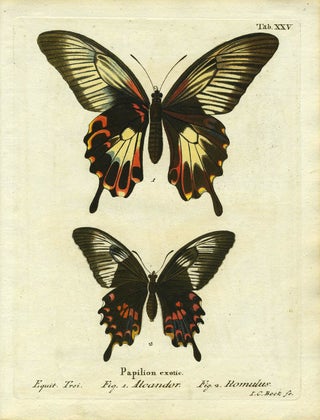 Item #19354 Papilion. Exotic. ButterflyMoth Engraving, I. C. Bock