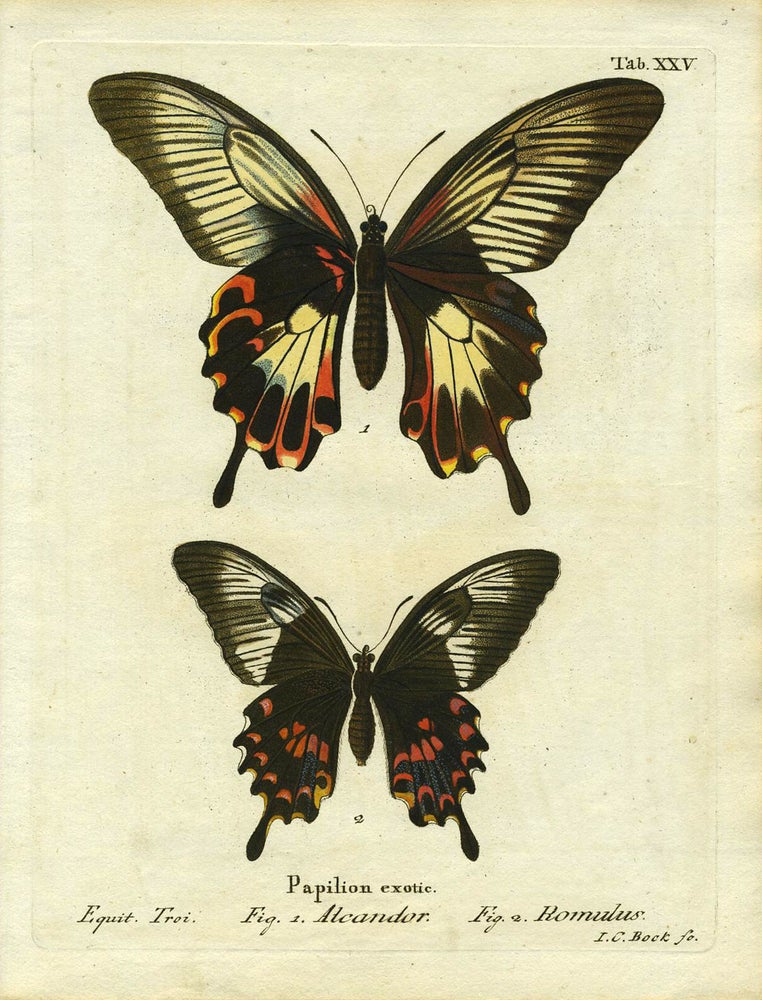 Item #19354 Papilion. Exotic. ButterflyMoth Engraving, I. C. Bock.