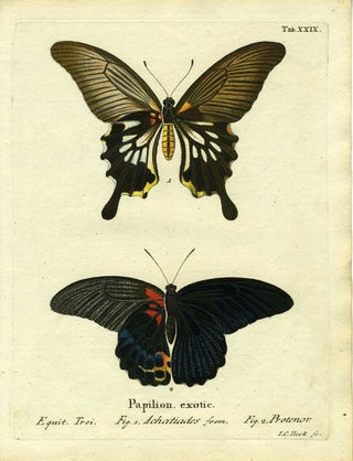 Item #19355 Papilion. Exotic. ButterflyMoth Engraving, I. C. Bock