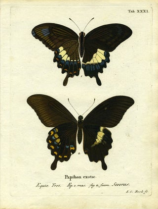 Item #19356 Papilion. Exotic. ButterflyMoth Engraving, I. C. Bock