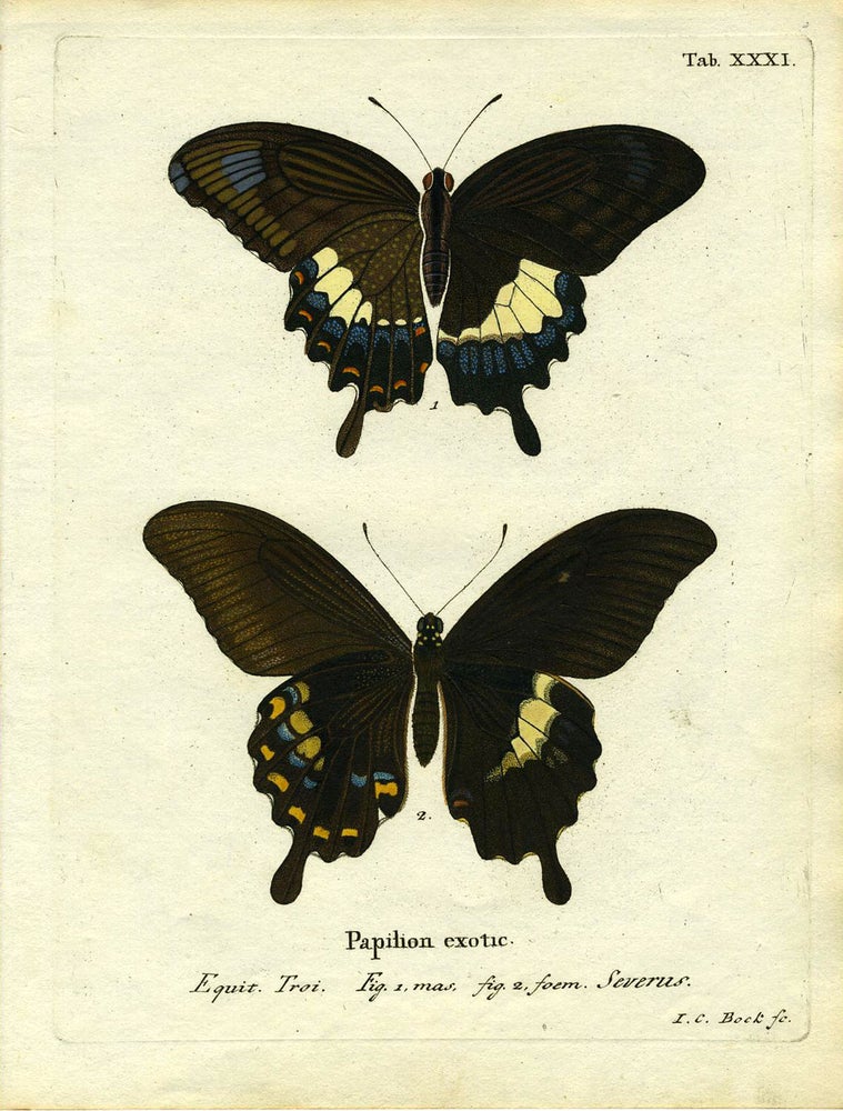 Item #19356 Papilion. Exotic. ButterflyMoth Engraving, I. C. Bock.