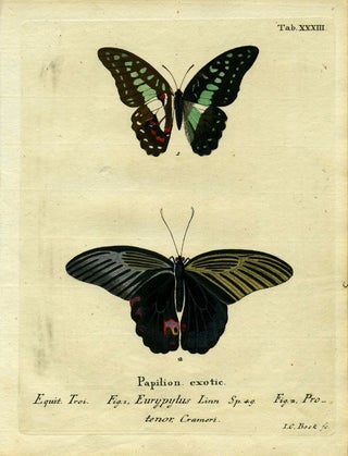 Item #19357 Papilion. Exotic. ButterflyMoth Engraving, I. C. Bock