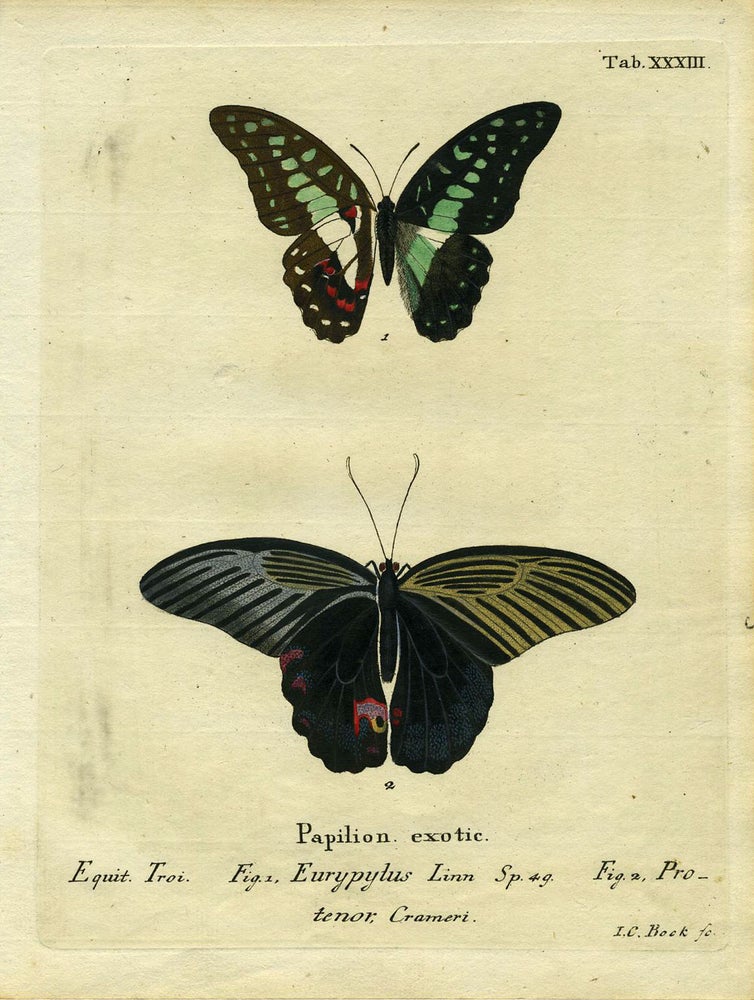 Item #19358 Papilion. Exotic. ButterflyMoth Engraving, I. C. Bock.