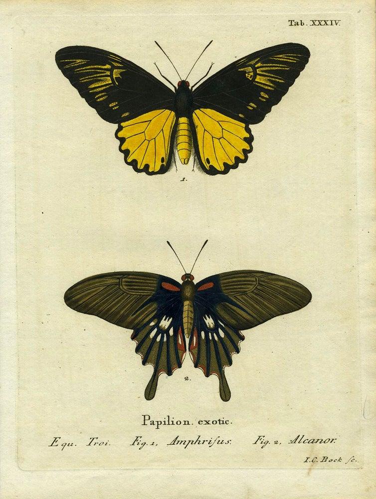 Item #19359 Papil. Exotic. ButterflyMoth Engraving, I. C. Bock.