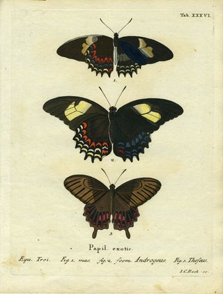 Item #19360 Papil. Exotic. ButterflyMoth Engraving, I. C. Bock