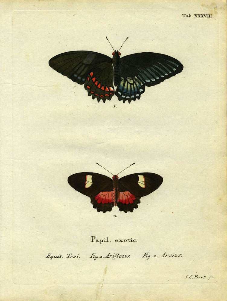 Item #19361 Papil. Exotic. ButterflyMoth Engraving, I. C. Bock.