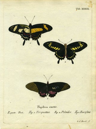 Item #19362 Papilion. Exotic. ButterflyMoth Engraving, I. C. Bock