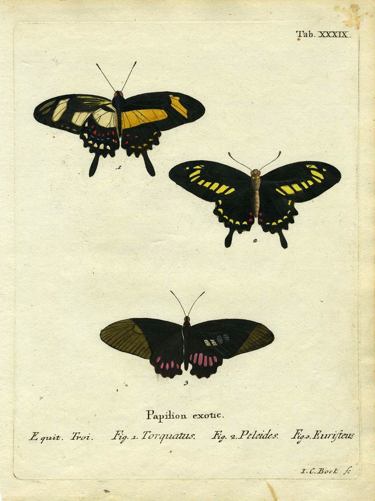Item #19362 Papilion. Exotic. ButterflyMoth Engraving, I. C. Bock.