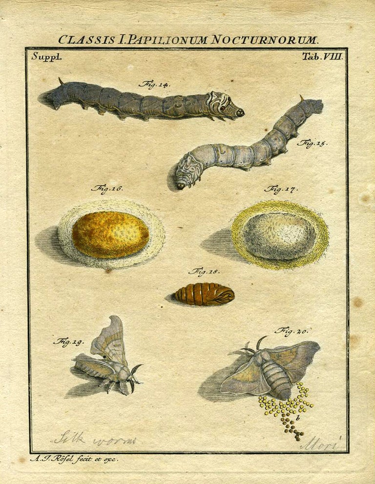 Item #19366 Classis I. Papilionum Nocturnorum [Silk worm]. Moth Engraving, A. J. Rosel.