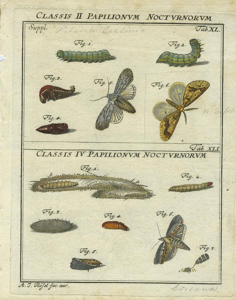 Item #19367 Classis II Papilionum Nocturnorum Classis IV Papilionum Nocturnorum. Moth Engraving, A. J. Rosel.