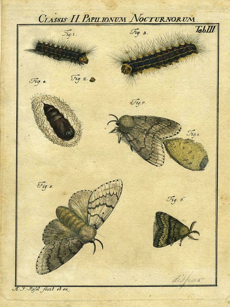 Item #19370 Classis II Papilionum Nocturnorum. Moth Engraving, A. J. Rosel.