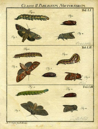 Item #19372 Classis II Papilionum Nocturnorum. Moth Engraving, A. J. Rosel