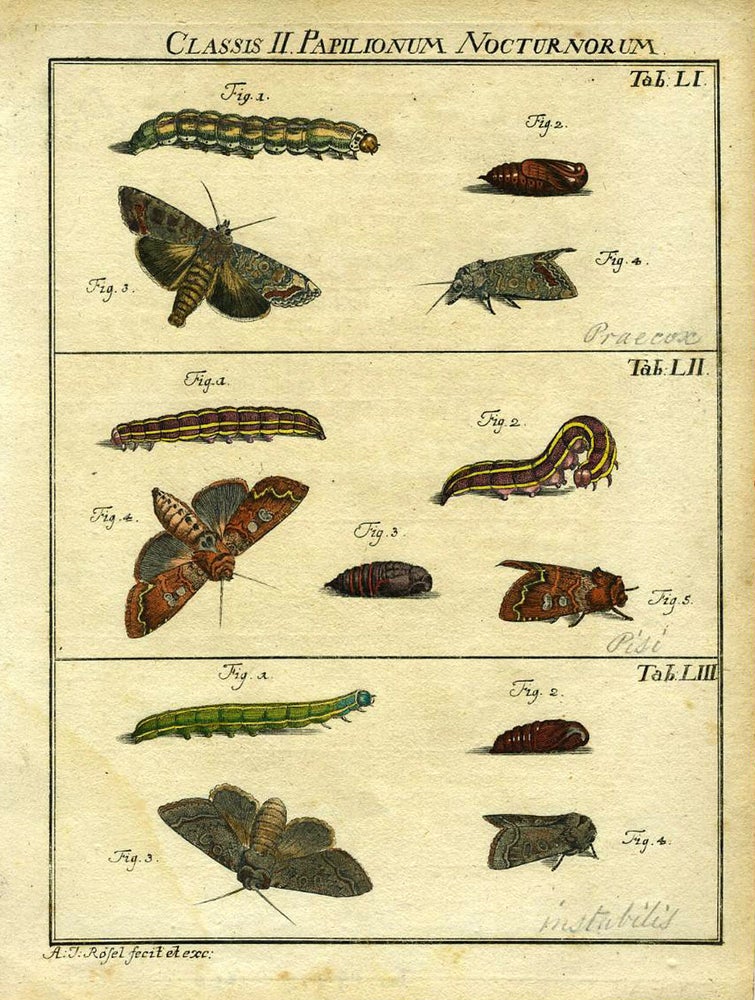 Item #19372 Classis II Papilionum Nocturnorum. Moth Engraving, A. J. Rosel.