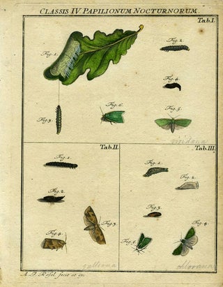 Item #19374 Classis IV Papilionum Nocturnorum. Moth Engraving, A. J. Rosel