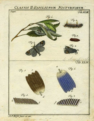 Item #19375 Classis II Papilionum Nocturnorum. Moth Engraving, A. J. Rosel