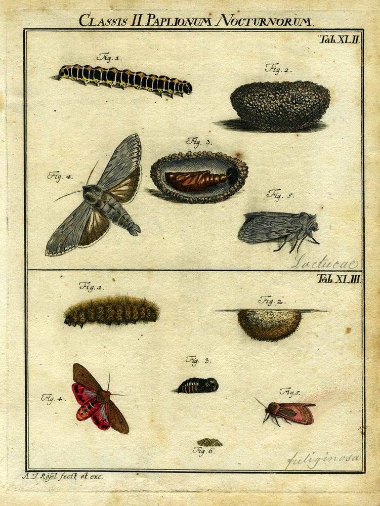 Item #19377 Classis II Papilionum Nocturnorum. Moth Engraving, A. J. Rosel.