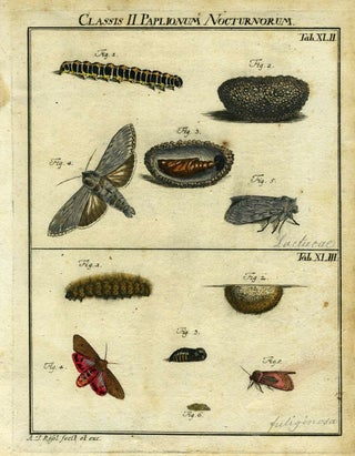 Item #19378 Classis II Papilionum Nocturnorum. Moth Engraving, A. J. Rosel