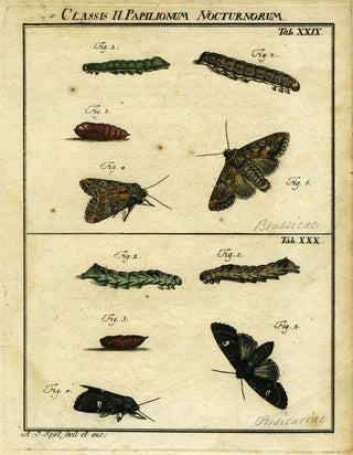 Item #19379 Classis II Papilionum Nocturnorum. Moth Engraving, A. J. Rosel