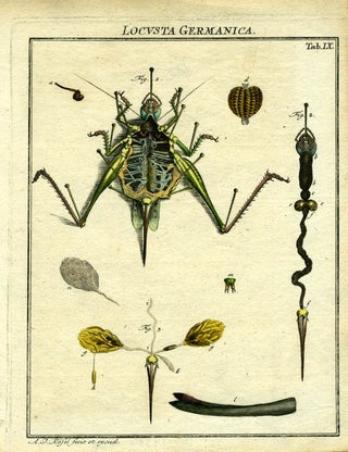 Item #19380 Locusta Germanica. Locust Engraving, A. J. Rosel