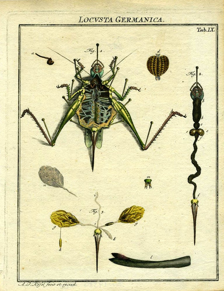 Item #19380 Locusta Germanica. Locust Engraving, A. J. Rosel.