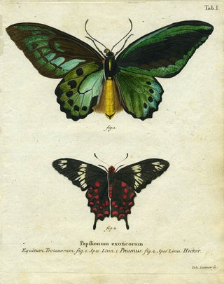 Item #19385 Papilionum Exoticorum. Butterfly/Moth Engraving, Joh Leitner