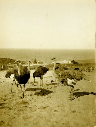 Item #19480 Ostriches on a Farm at South Head, Near Sydney, New South Wales, Australia. Silver...