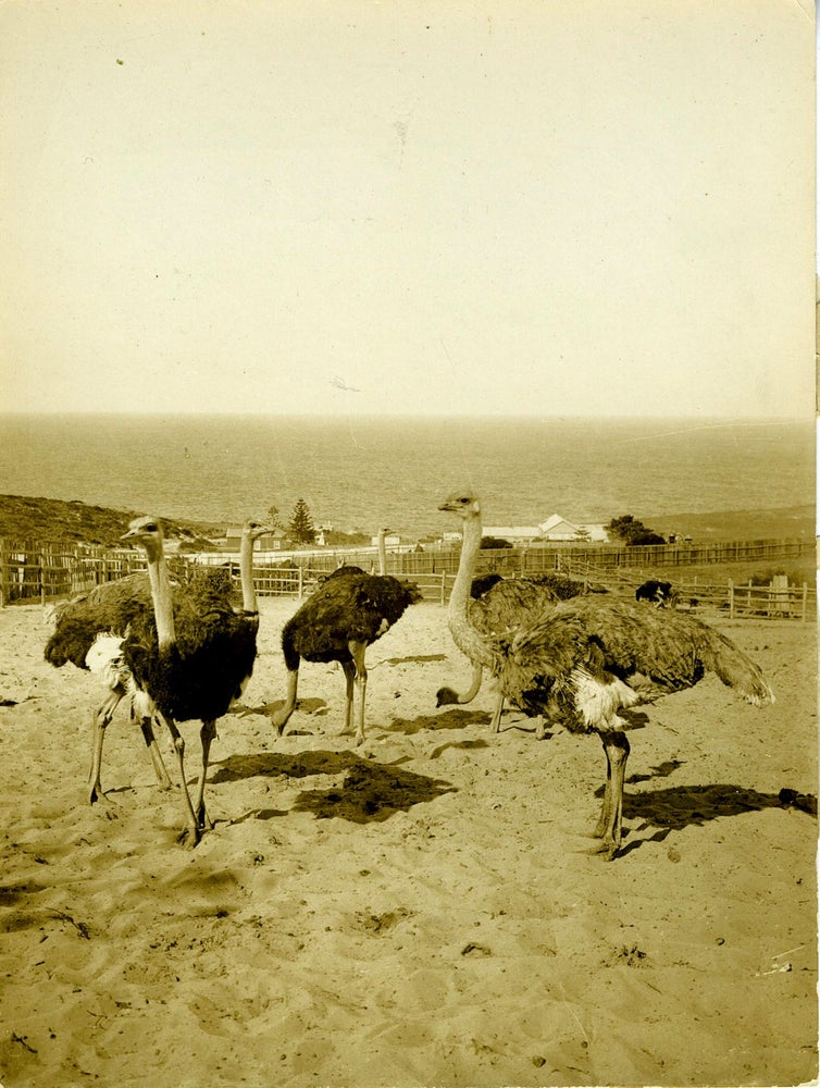 Item #19480 Ostriches on a Farm at South Head, Near Sydney, New South Wales, Australia. Silver tone photograph. Underwood.