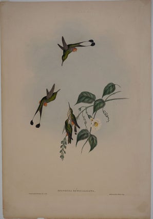 Item #19590 Spathura Rufocaligata: Gould. Hummingbird (Red-booted Racket-Tail). John. H. C....