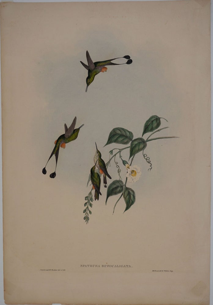 Item #19590 Spathura Rufocaligata: Gould. Hummingbird (Red-booted Racket-Tail). John. H. C. Richter Gould, del. et lith.