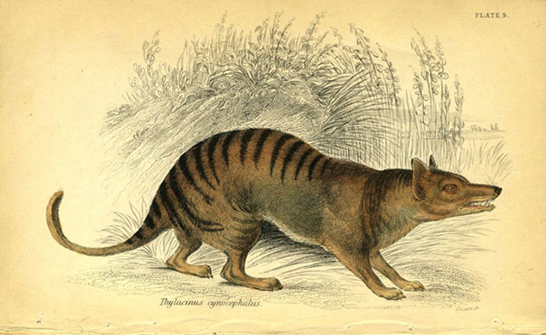 Item #20277 Thylacinus cynocephalus (Extinct Tasmanian Tiger). Thylacine.