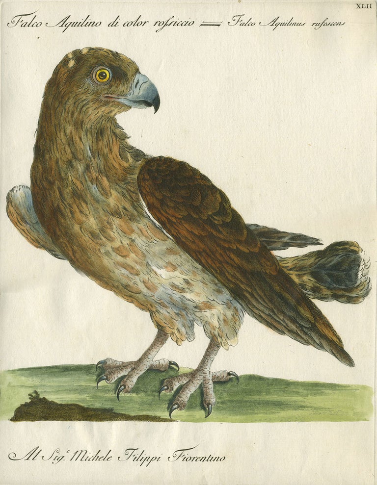 Item #20576 Falco Aquilino di color rossiccio, Plate XLII, engraving from "Storia naturale degli uccelli trattata con metodo e adornata di figure intagliate in rame e miniate al naturale" Falcon, Saviero Manetti.