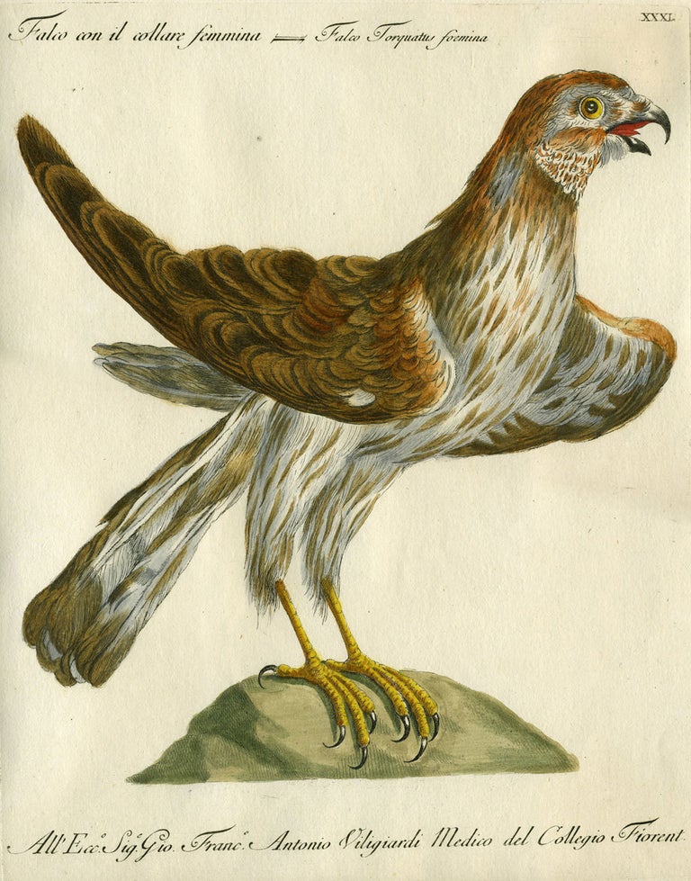 Item #20577 Falco con il Collare femmina, Plate XXXI, engraving from "Storia naturale degli uccelli trattata con metodo e adornata di figure intagliate in rame e miniate al naturale" Falcon, Saviero Manetti.