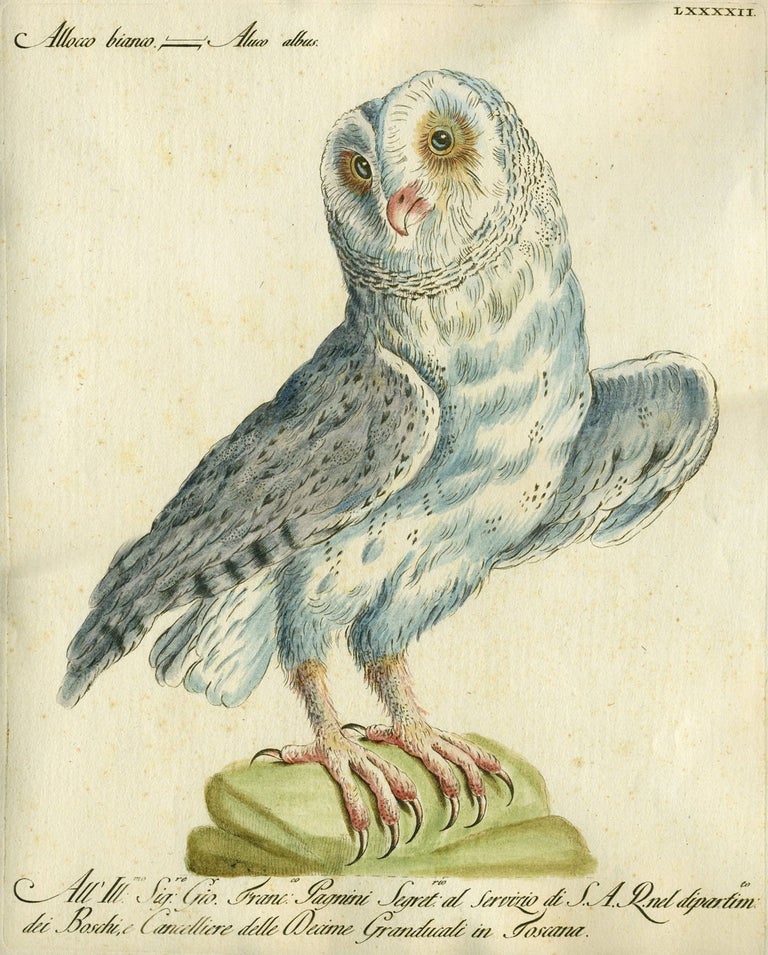 Item #20582 Allocco bianco, Plate LXXXXII, engraving from "Storia naturale degli uccelli trattata con metodo e adornata di figure intagliate in rame e miniate al naturale" Owl, Saviero Manetti.