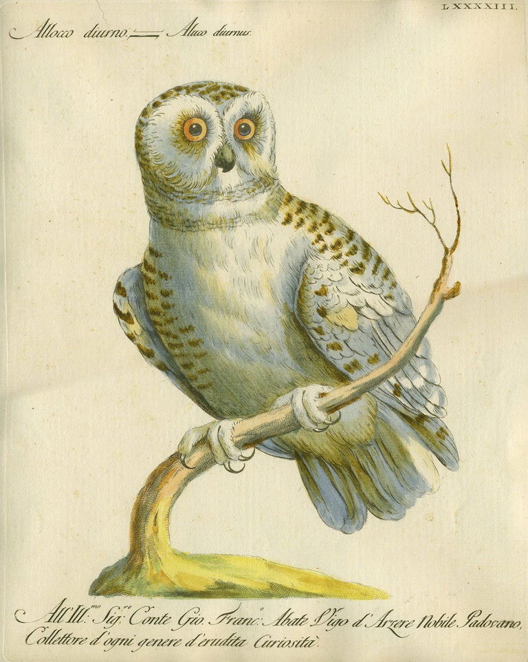 Item #20583 Allocco diurno, Plate LXXXXIII, engraving from "Storia naturale degli uccelli trattata con metodo e adornata di figure intagliate in rame e miniate al naturale" Owl, Saviero Manetti.