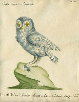 Item #20585 Civetta bianca, Plate LXXXIX, engraving from "Storia naturale degli uccelli trattata...