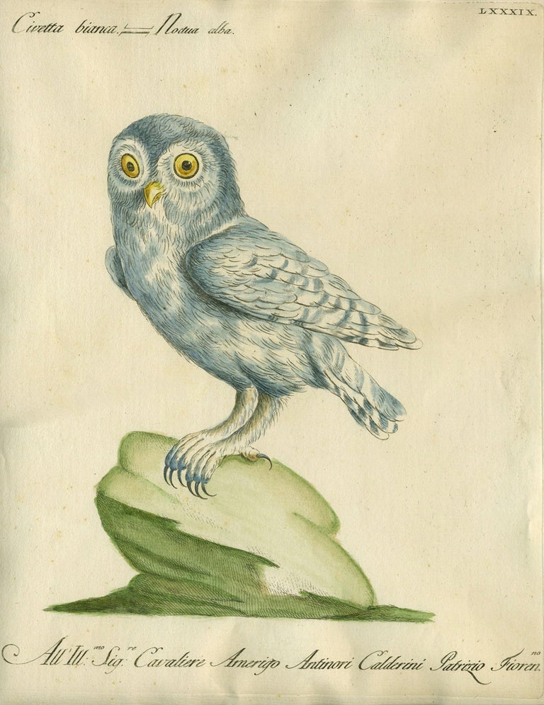 Item #20585 Civetta bianca, Plate LXXXIX, engraving from "Storia naturale degli uccelli trattata con metodo e adornata di figure intagliate in rame e miniate al naturale" Owl, Saviero Manetti.