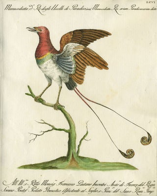 Item #20589 Manucodiata, de Re degli Uccelli di Paradiso, Plate LXVI, engraving from "Storia...
