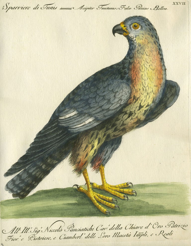 Item #20592 Sparviere di Tunis, Plate XXVII, engraving from "Storia naturale degli uccelli trattata con metodo e adornata di figure intagliate in rame e miniate al naturale" Hawk, Saviero Manetti.