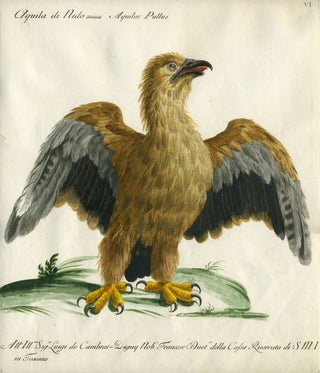 Item #20593 Aquila di Nido, Plate VI, engraving from "Storia naturale degli uccelli trattata con...