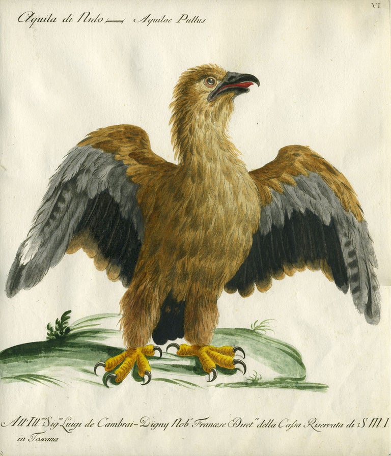 Item #20593 Aquila di Nido, Plate VI, engraving from "Storia naturale degli uccelli trattata con metodo e adornata di figure intagliate in rame e miniate al naturale" Eagle, Saviero Manetti.