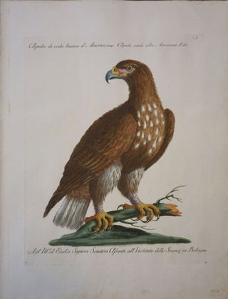 Item #20594 Aquila di coda bianca d'America, Plate VII, engraving from "Storia naturale degli...
