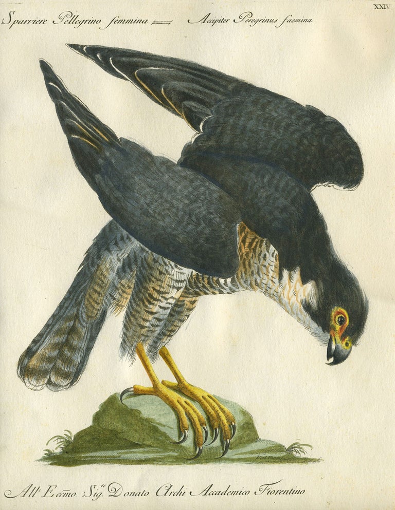 Item #20595 Sparriere Pellegrino femmina, Plate XXIV, engraving from "Storia naturale degli uccelli trattata con metodo e adornata di figure intagliate in rame e miniate al naturale" Eagle, Saviero Manetti.