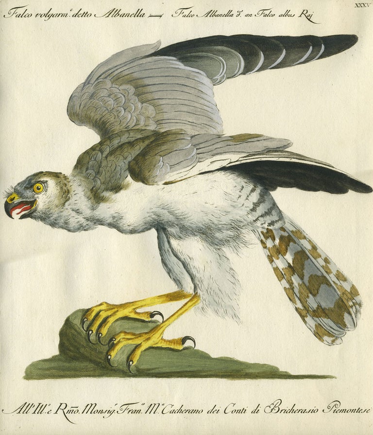 Item #20596 Falco Volgarm. detto Albanella, Plate XXXV, engraving from "Storia naturale degli uccelli trattata con metodo e adornata di figure intagliate in rame e miniate al naturale" Birds of Prey, Saviero Manetti.