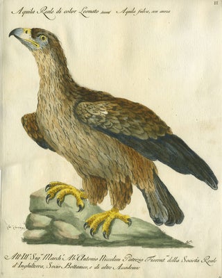 Item #20597 Aquila Reale di color Leonato, Plate II, engraving from "Storia naturale degli...