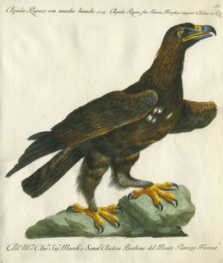 Item #20599 Aquila Rapace con macchie bianche, Plate IV, engraving from "Storia naturale degli...